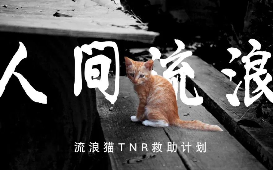 AG真人有人疼有人厌小区流浪猫怎么管？丨我来帮你忙(图5)