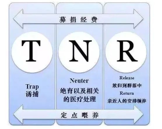 AG真人有人疼有人厌小区流浪猫怎么管？丨我来帮你忙(图7)